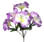 Hydrangea